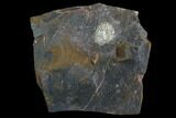 Unidentified Paleocene Fossil Fruit - North Dakota #96806-1